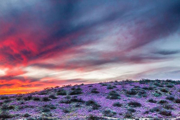 Arizona-Globe-Round Mountain Park-Sunset on desert super bloom